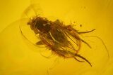 Two Fossil Flies (Diptera) In Baltic Amber #170074-2